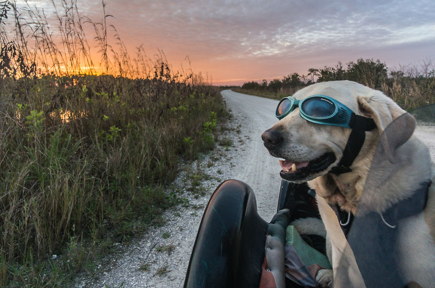 Motorcycle Dog Celebrates 11th Birthday On The Road! Motorcycle Dog Celebrates 11th Birthday On The Road!