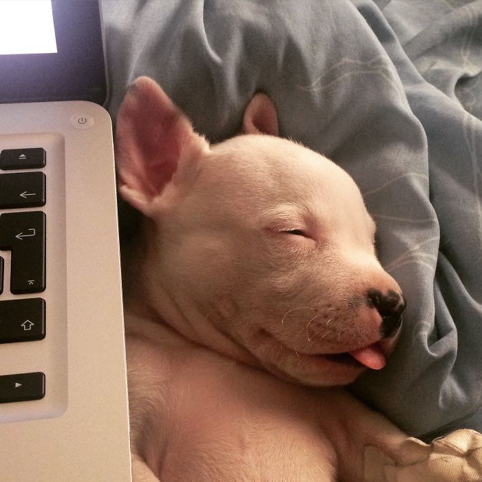 My Cats Adopted A 3-Legged Puppy Whose Mom Tried To Eat Him (UPDATE) My Cats Adopted A 3-Legged Puppy Whose Mom Tried To Eat Him (UPDATE)