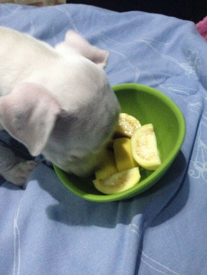 My Cats Adopted A 3-Legged Puppy Whose Mom Tried To Eat Him (UPDATE) My Cats Adopted A 3-Legged Puppy Whose Mom Tried To Eat Him (UPDATE)