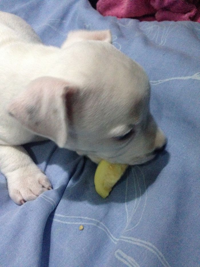 My Cats Adopted A 3-Legged Puppy Whose Mom Tried To Eat Him (UPDATE) My Cats Adopted A 3-Legged Puppy Whose Mom Tried To Eat Him (UPDATE)