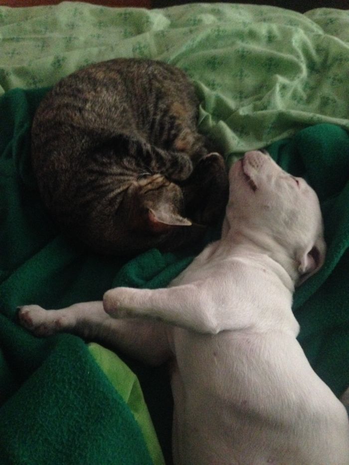 My Cats Adopted A 3-Legged Puppy Whose Mom Tried To Eat Him (UPDATE) My Cats Adopted A 3-Legged Puppy Whose Mom Tried To Eat Him (UPDATE)