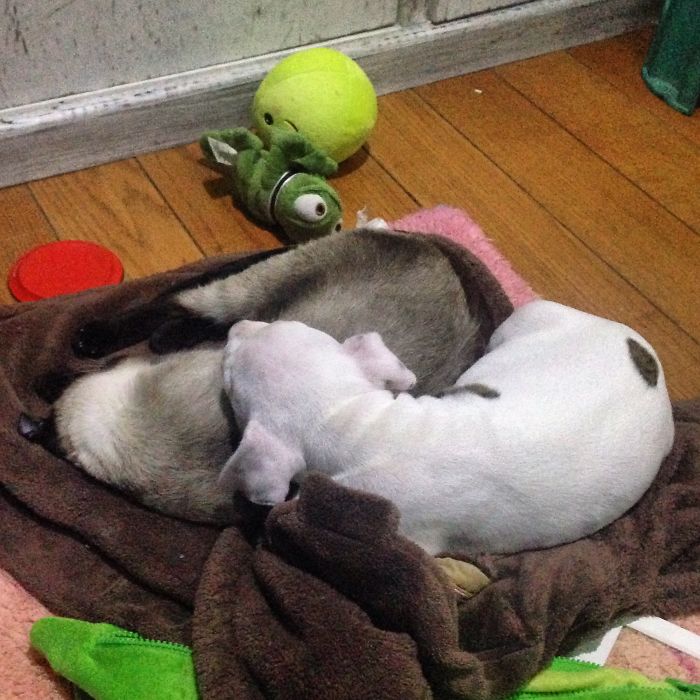 My Cats Adopted A 3-Legged Puppy Whose Mom Tried To Eat Him (UPDATE) My Cats Adopted A 3-Legged Puppy Whose Mom Tried To Eat Him (UPDATE)