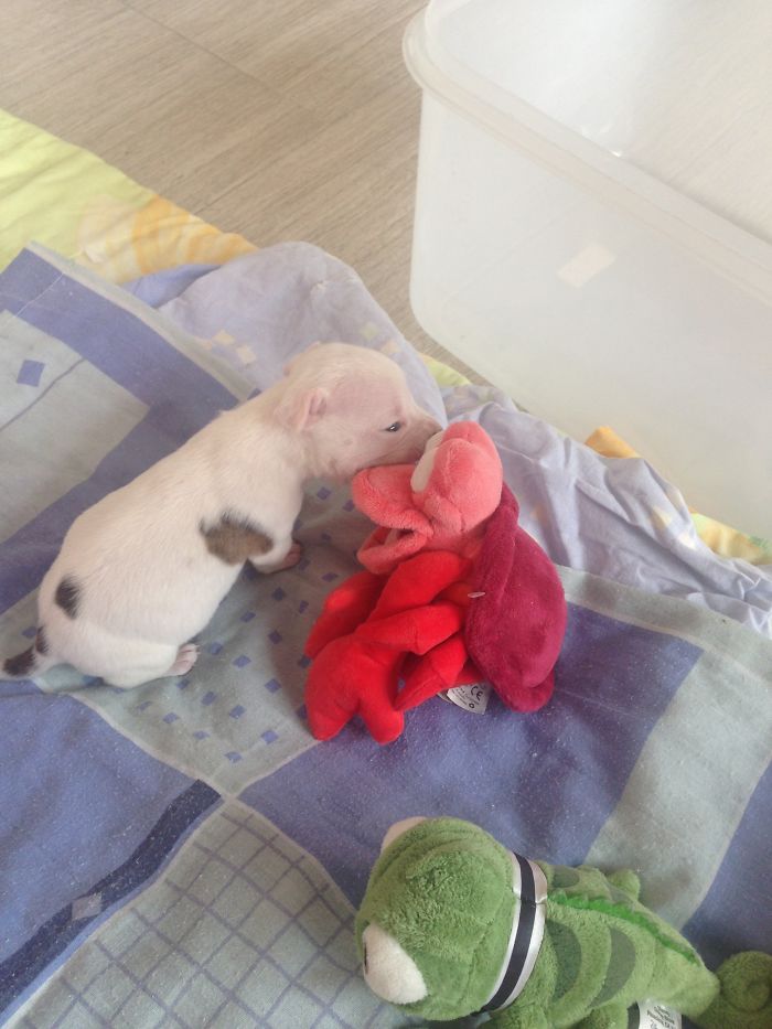 My Cats Adopted A 3-Legged Puppy Whose Mom Tried To Eat Him (UPDATE) My Cats Adopted A 3-Legged Puppy Whose Mom Tried To Eat Him (UPDATE)