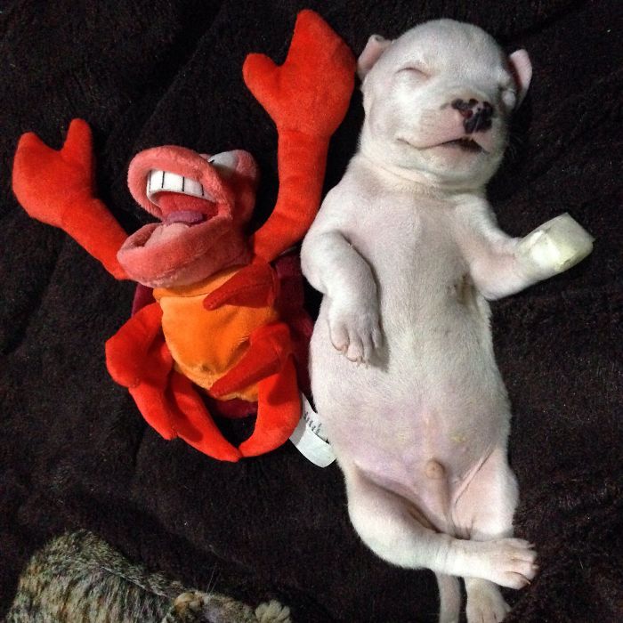 My Cats Adopted A 3-Legged Puppy Whose Mom Tried To Eat Him (UPDATE) My Cats Adopted A 3-Legged Puppy Whose Mom Tried To Eat Him (UPDATE)