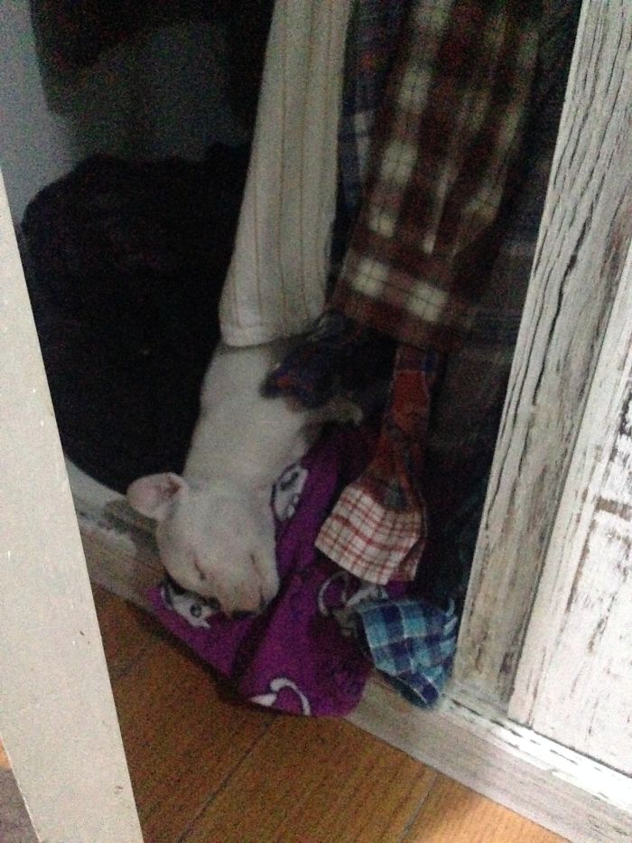 My Cats Adopted A 3-Legged Puppy Whose Mom Tried To Eat Him (UPDATE) My Cats Adopted A 3-Legged Puppy Whose Mom Tried To Eat Him (UPDATE)