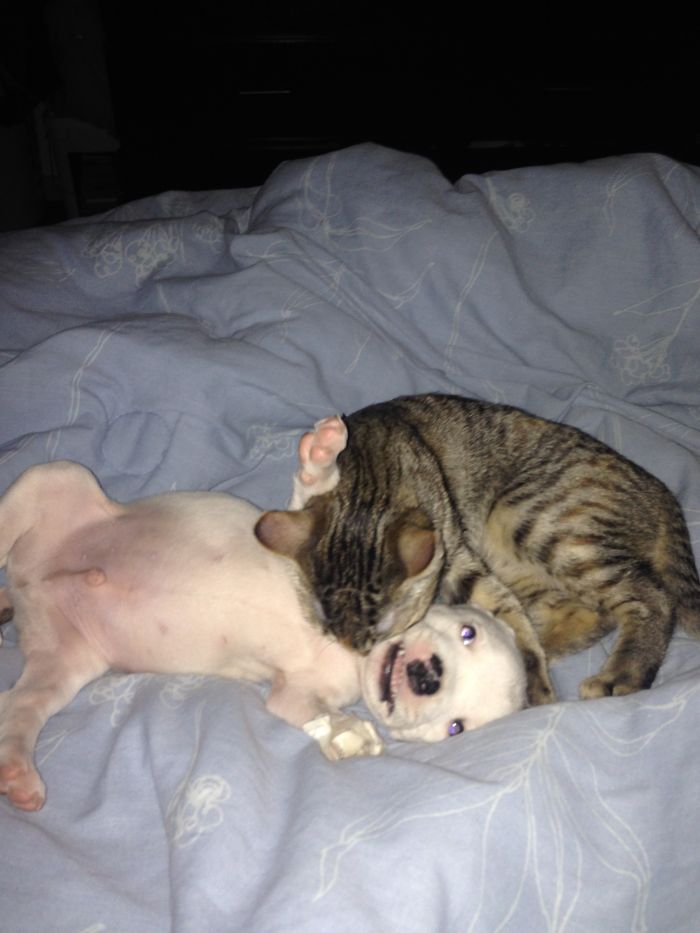 My Cats Adopted A 3-Legged Puppy Whose Mom Tried To Eat Him (UPDATE) My Cats Adopted A 3-Legged Puppy Whose Mom Tried To Eat Him (UPDATE)