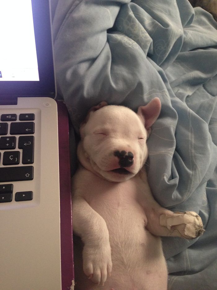 My Cats Adopted A 3-Legged Puppy Whose Mom Tried To Eat Him (UPDATE) My Cats Adopted A 3-Legged Puppy Whose Mom Tried To Eat Him (UPDATE)