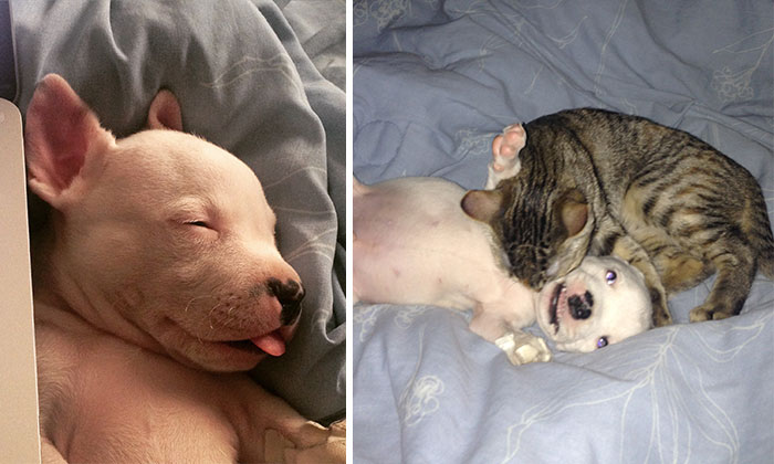 My Cats Adopted A 3-Legged Puppy Whose Mom Tried To Eat Him (UPDATE)