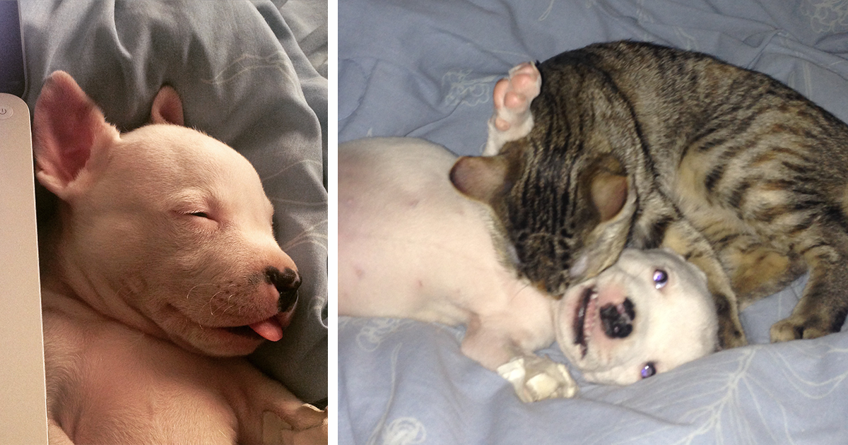 My Cats Adopted A 3-Legged Puppy Whose Mom Tried To Eat Him (UPDATE)