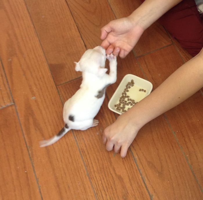 My Cats Adopted A 3-Legged Puppy Whose Mom Tried To Eat Him (UPDATE) My Cats Adopted A 3-Legged Puppy Whose Mom Tried To Eat Him (UPDATE)