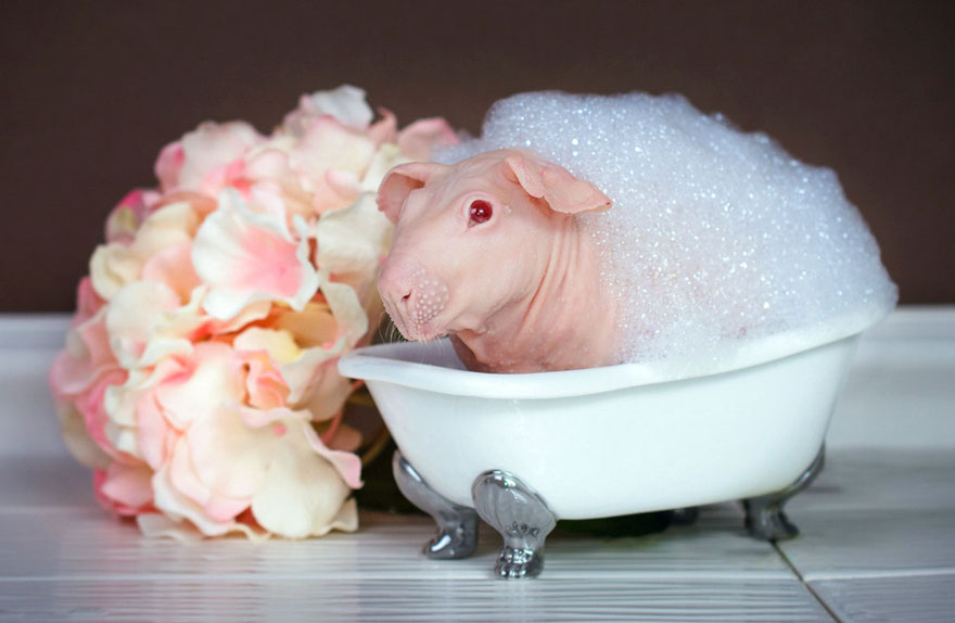 nude-guinea-pig-bath-time-erin-bonilla-12 nude-guinea-pig-bath-time-erin-bonilla-12