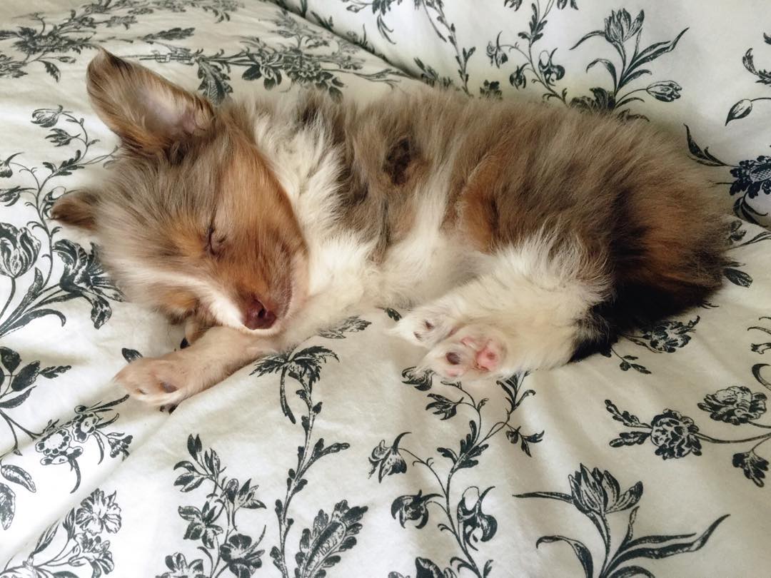 one-eyed-dog-adopted-1 one-eyed-dog-adopted-1