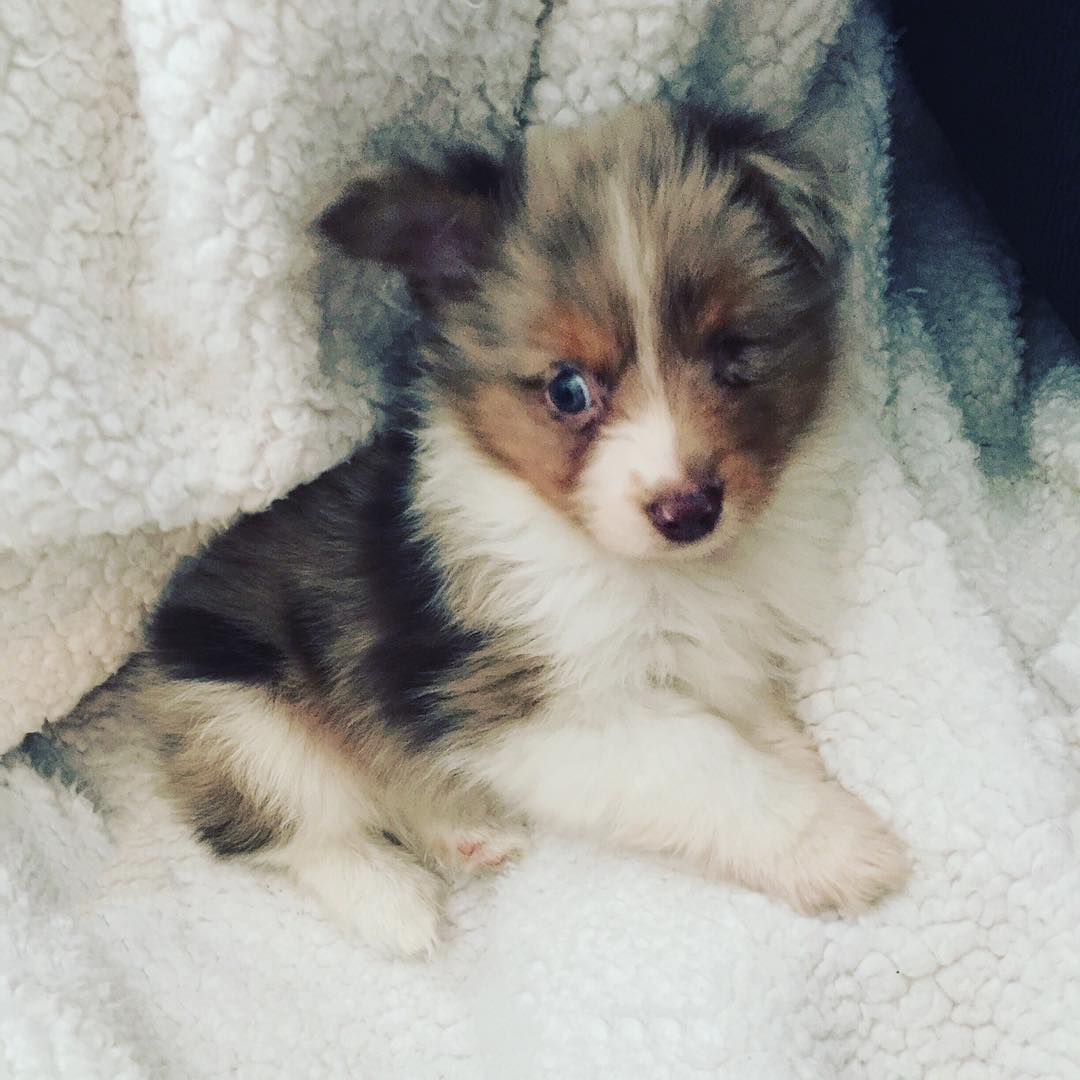 one-eyed-dog-adopted-2 one-eyed-dog-adopted-2