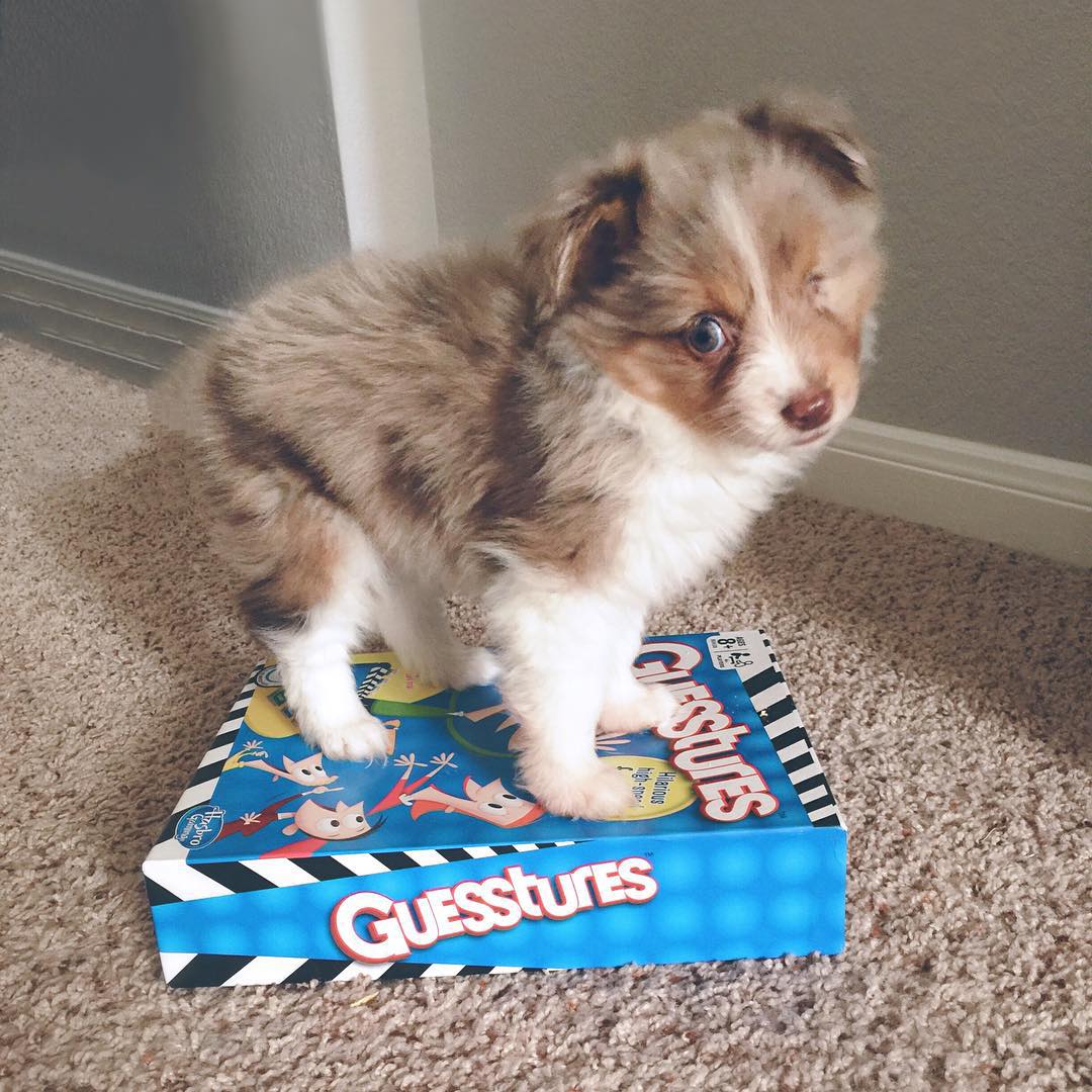 one-eyed-dog-adopted-3 one-eyed-dog-adopted-3