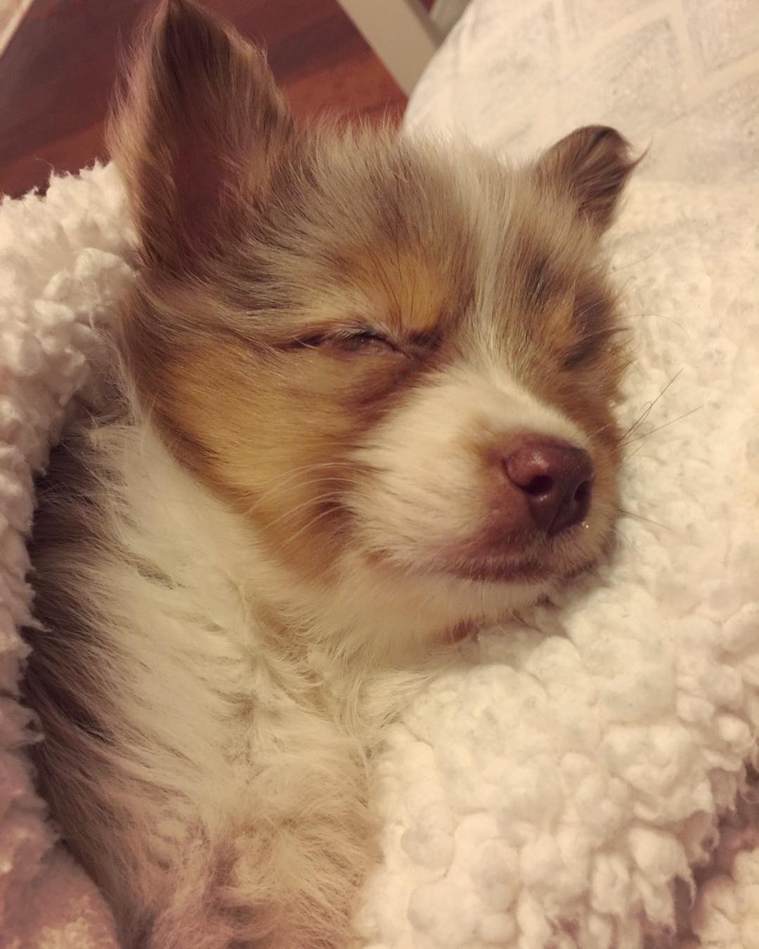 one-eyed-dog-adopted-6 one-eyed-dog-adopted-6