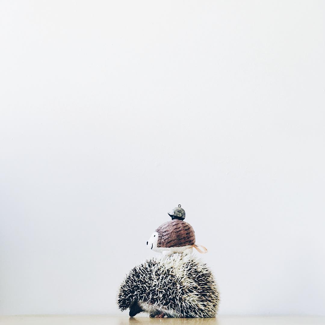 ordinary-hedgehogs-photography-hedgehographer-4