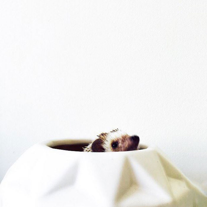 ordinary-hedgehogs-photography-hedgehographer-5