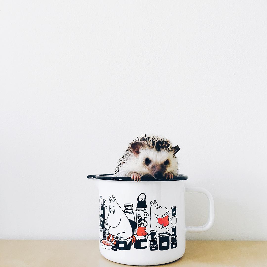 ordinary-hedgehogs-photography-hedgehographer-5