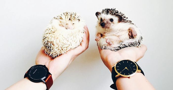 The Ordinary Lives Of Our Ordinary Hedgehogs