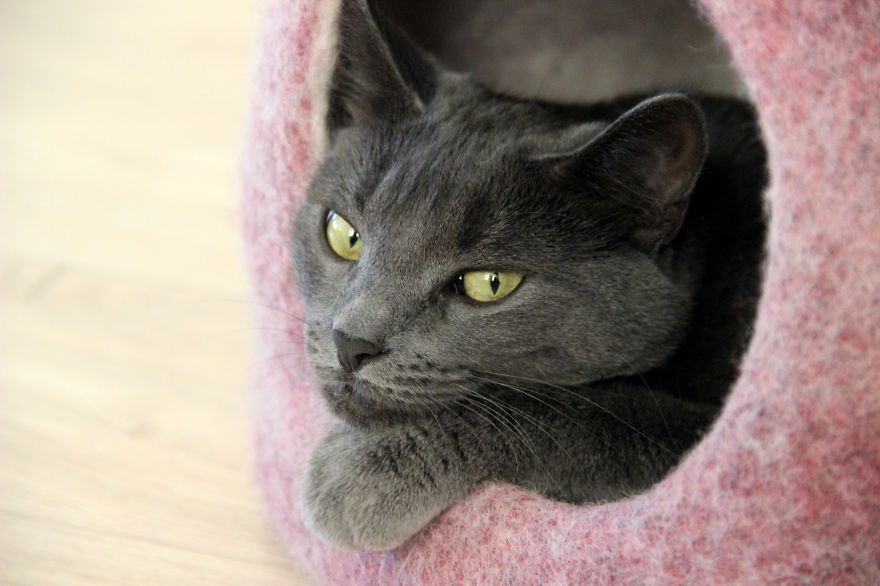 Our Cat And Her Wool Beds