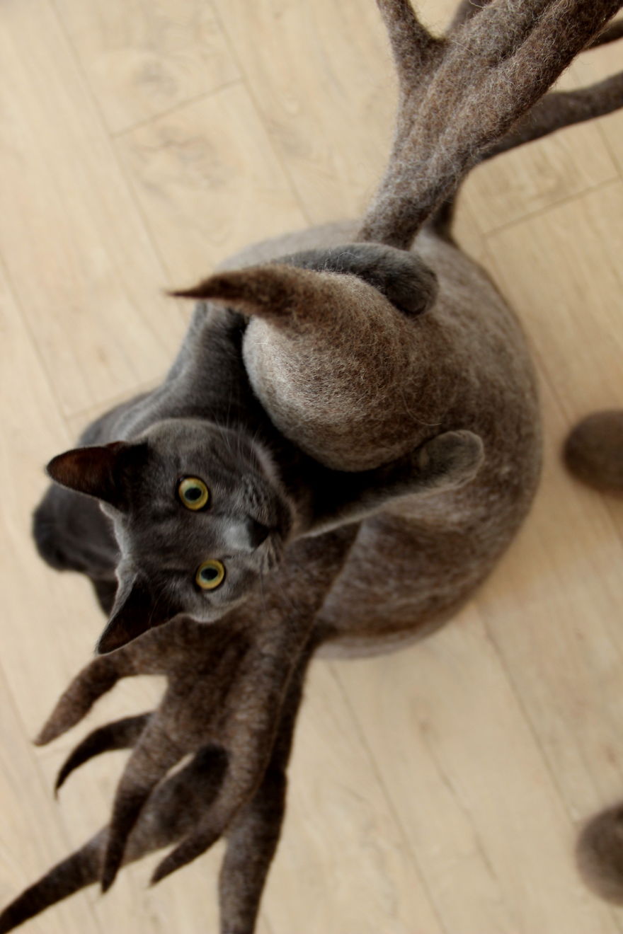 Our Cat And Her Wool Beds
