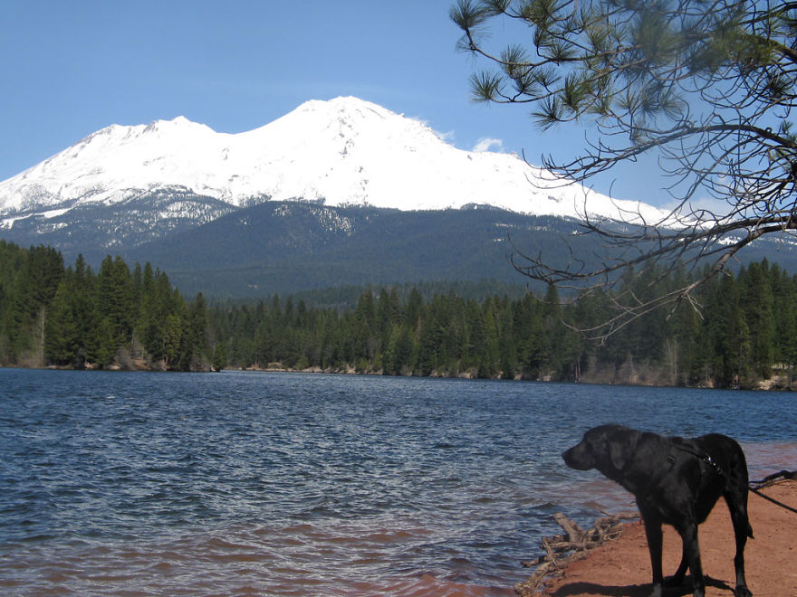 Our Dog Hans Loves To Travel