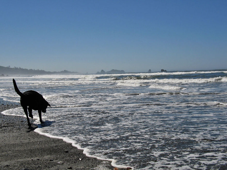 Our Dog Hans Loves To Travel