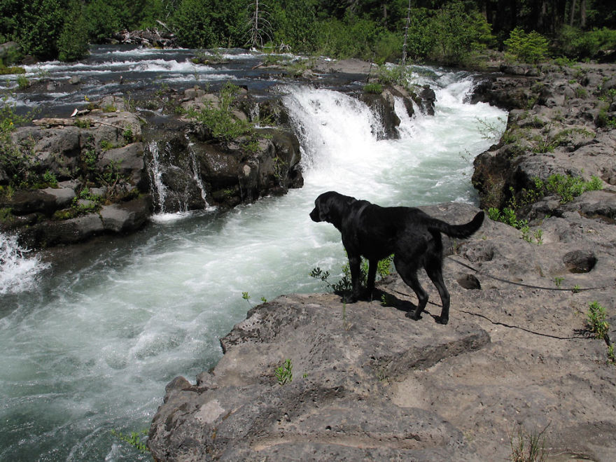 Our Dog Hans Loves To Travel