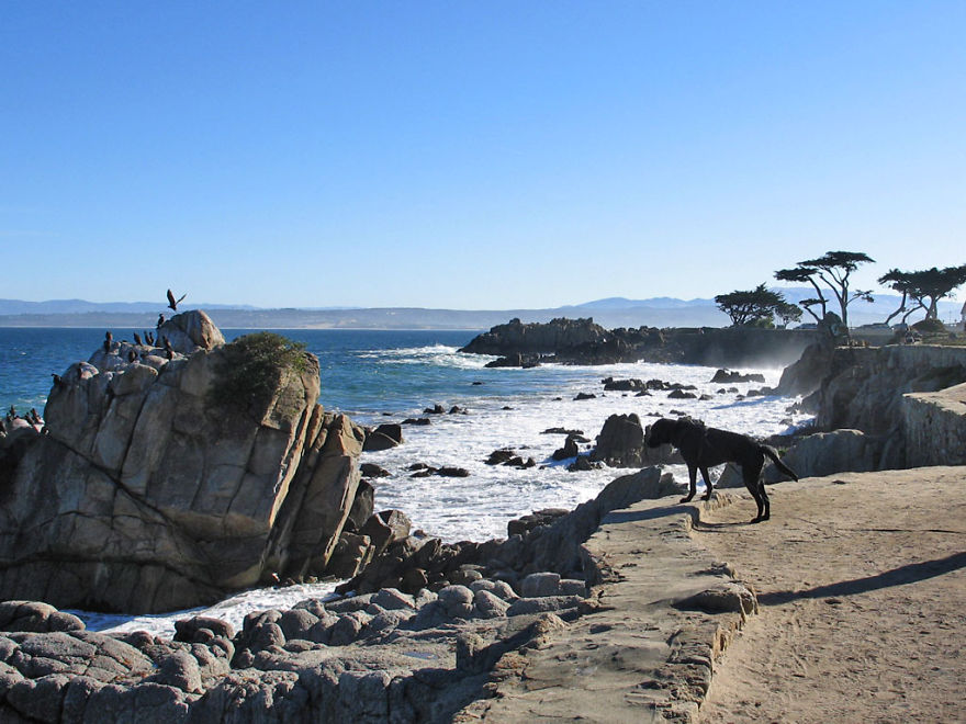 Our Dog Hans Loves To Travel