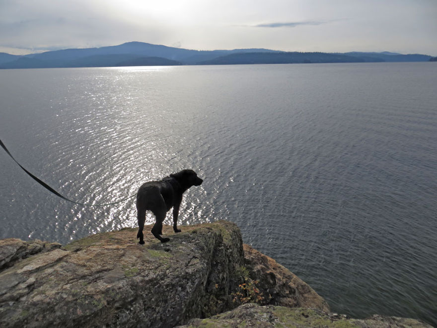 Our Dog Hans Loves To Travel Our Dog Hans Loves To Travel