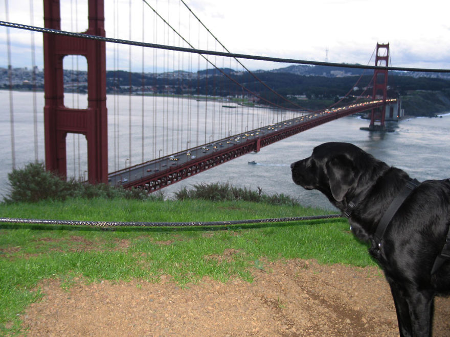 Our Dog Hans Loves To Travel Our Dog Hans Loves To Travel