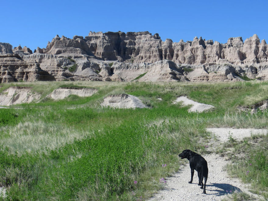 Our Dog Hans Loves To Travel