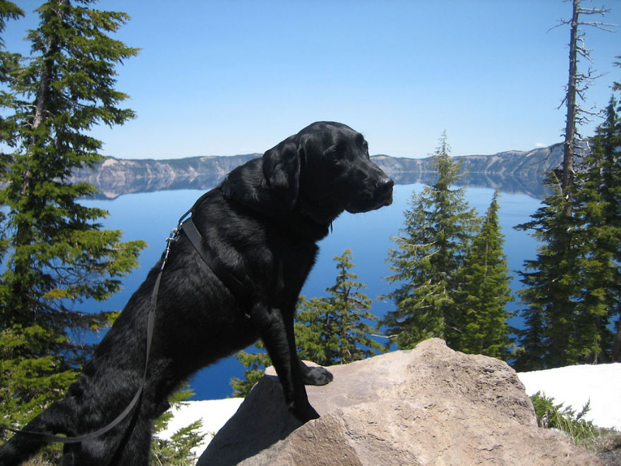 Our Dog Hans Loves To Travel