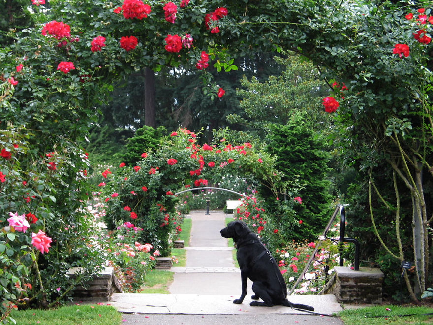Our Dog Hans Loves To Travel Our Dog Hans Loves To Travel