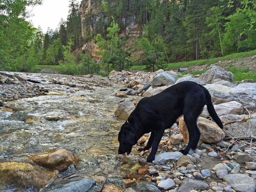 Our Dog Hans Loves To Travel Our Dog Hans Loves To Travel