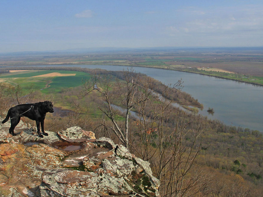 Our Dog Hans Loves To Travel
