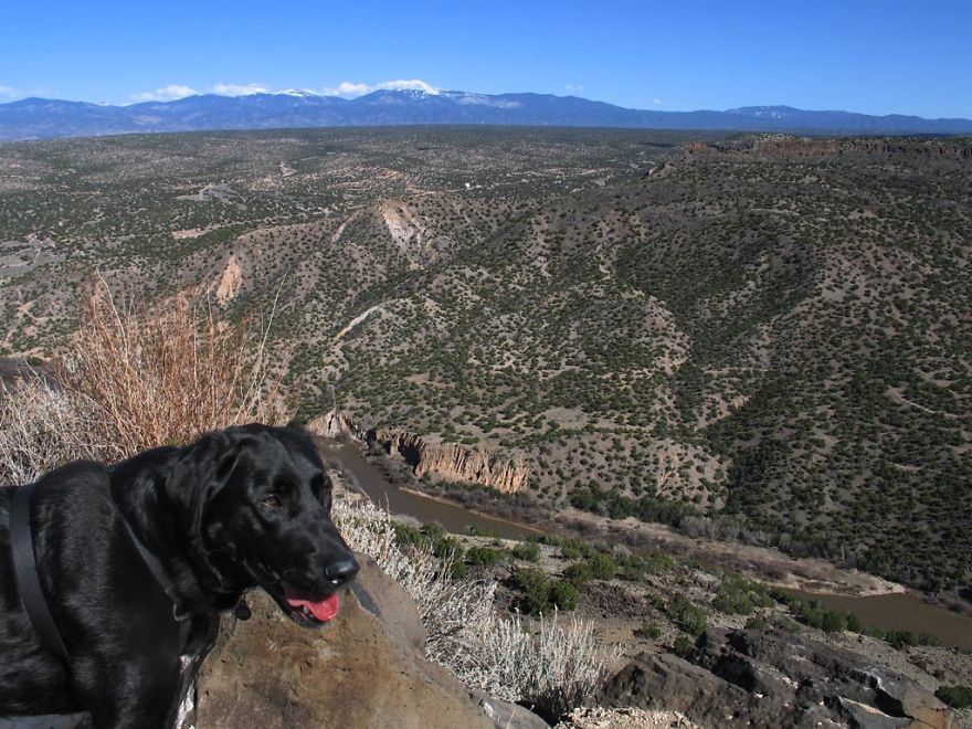 Our Dog Hans Loves To Travel