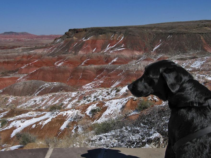 Our Dog Hans Loves To Travel Our Dog Hans Loves To Travel