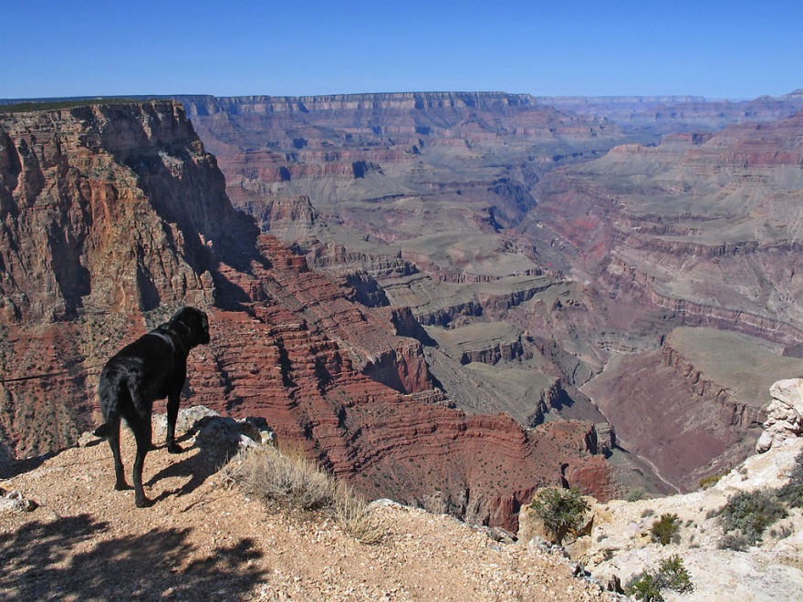 Our Dog Hans Loves To Travel