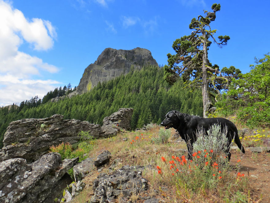Our Dog Hans Loves To Travel Our Dog Hans Loves To Travel