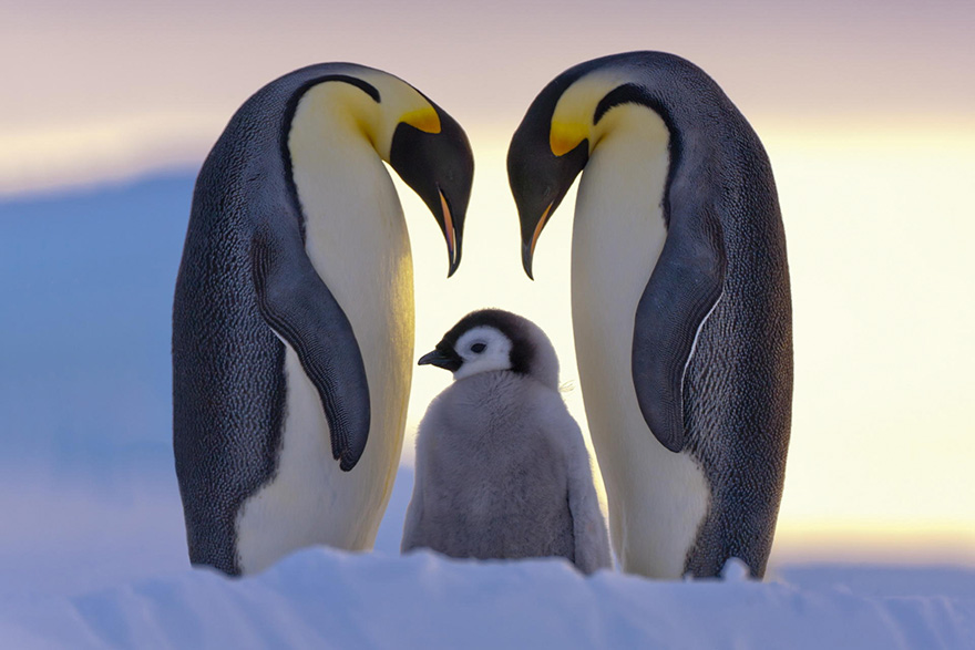 penguin-awareness-day-photography-10 penguin-awareness-day-photography-10