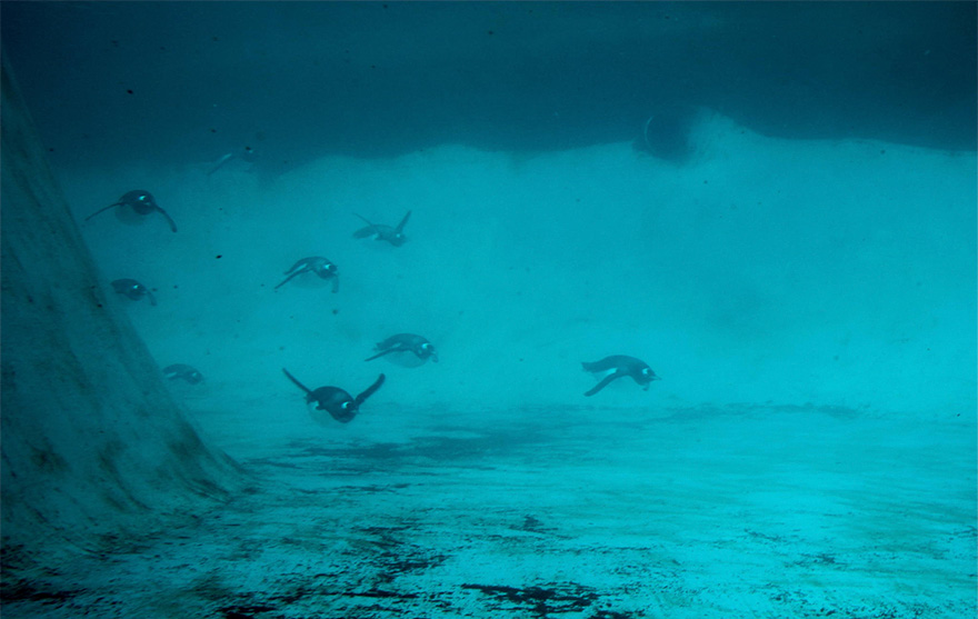 penguin-awareness-day-photography-12 penguin-awareness-day-photography-12