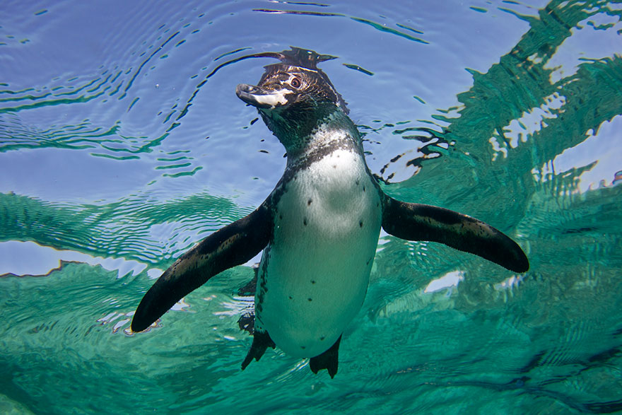 penguin-awareness-day-photography-17 penguin-awareness-day-photography-17