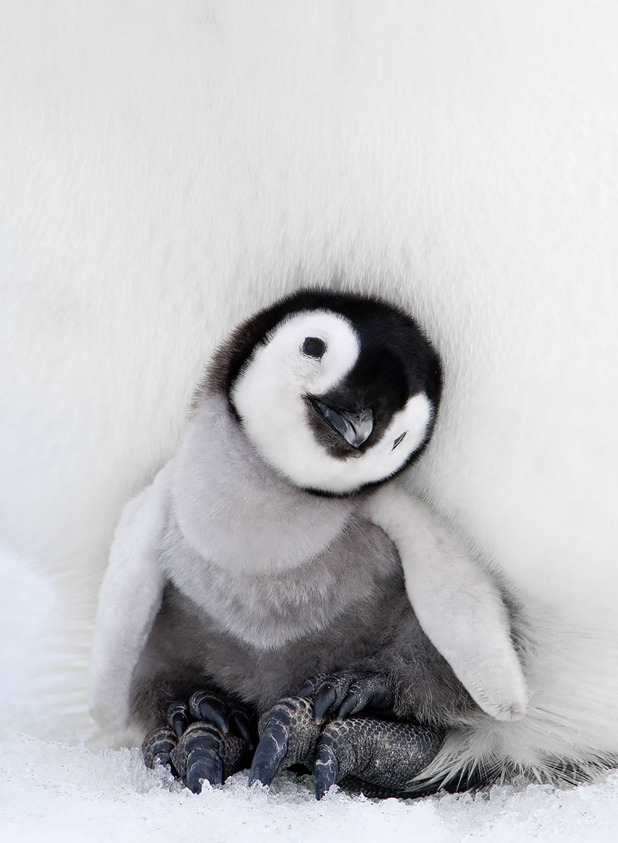 penguin-awareness-day-photography-7 penguin-awareness-day-photography-7