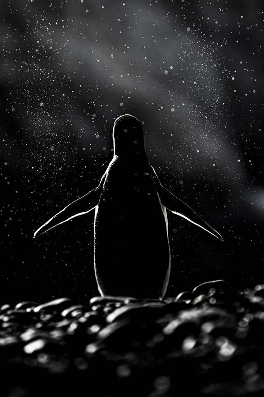 penguin-awareness-day-photography-8 penguin-awareness-day-photography-8