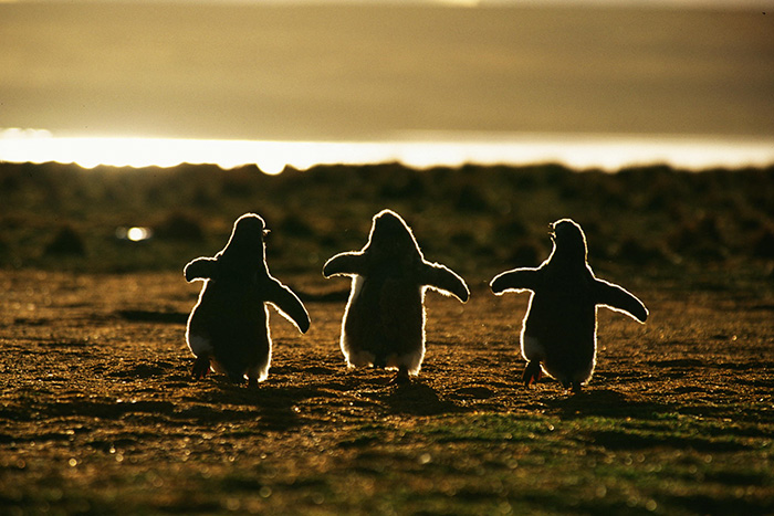 20 Beautiful Pics To Celebrate Penguin Awareness Day