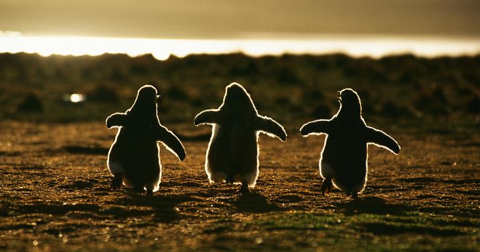 20 Beautiful Pics To Celebrate Penguin Awareness Day