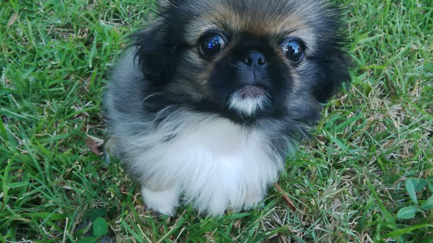 Pepper Sees Grass For The Very First Time Pepper Sees Grass For The Very First Time
