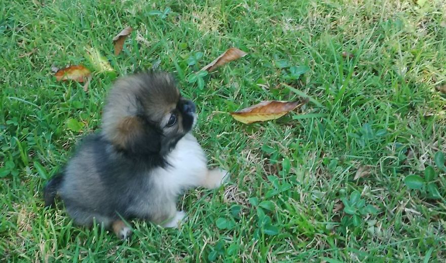 Pepper Sees Grass For The Very First Time Pepper Sees Grass For The Very First Time