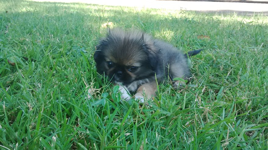 Pepper Sees Grass For The Very First Time Pepper Sees Grass For The Very First Time